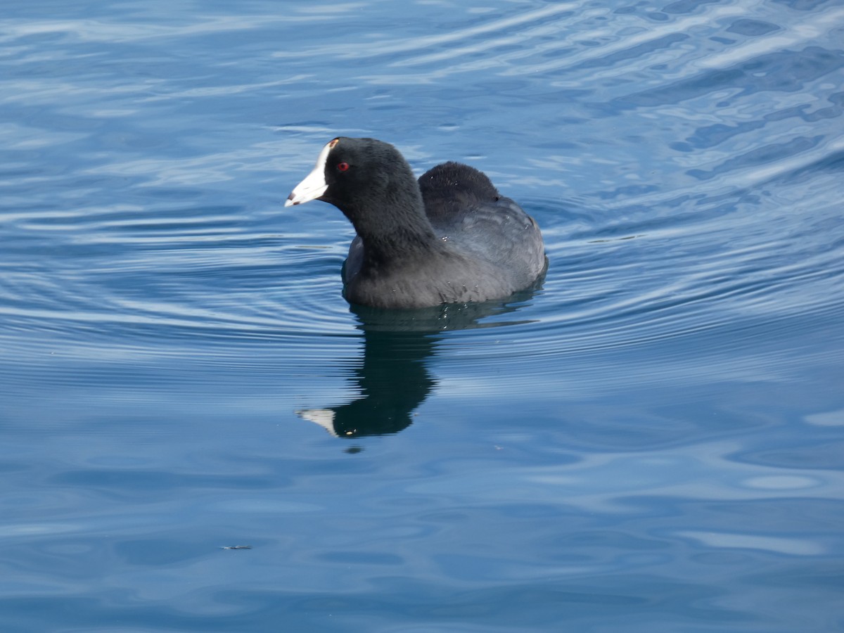 American Coot - ML645974718