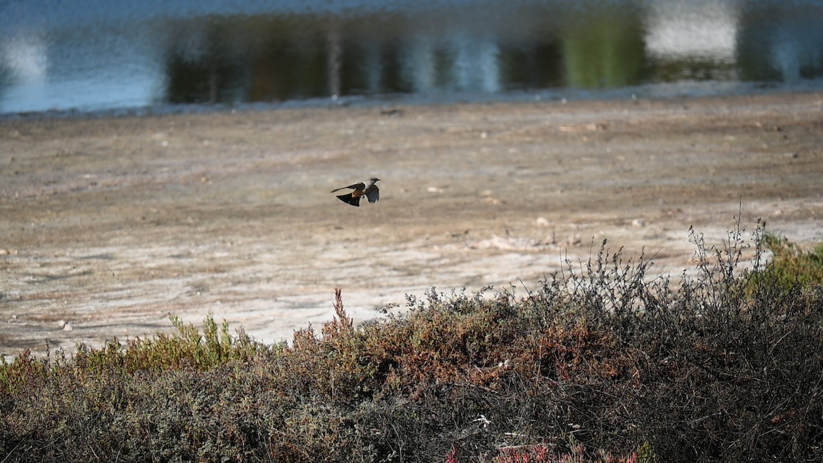 Moucherolle à ventre roux - ML645974737