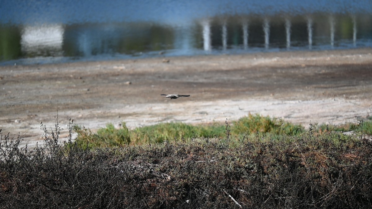 Moucherolle à ventre roux - ML645974738