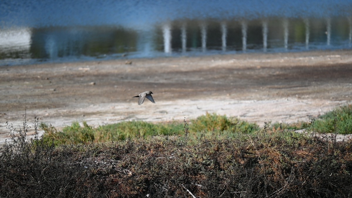 Moucherolle à ventre roux - ML645974739