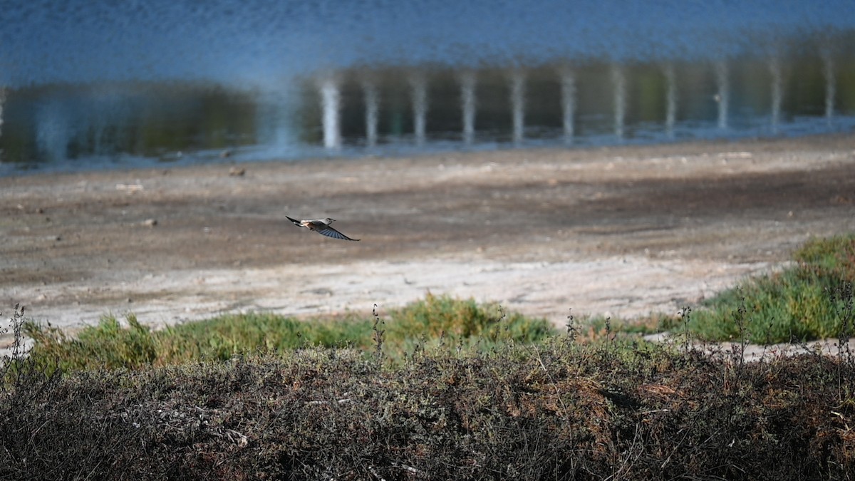 Moucherolle à ventre roux - ML645974740