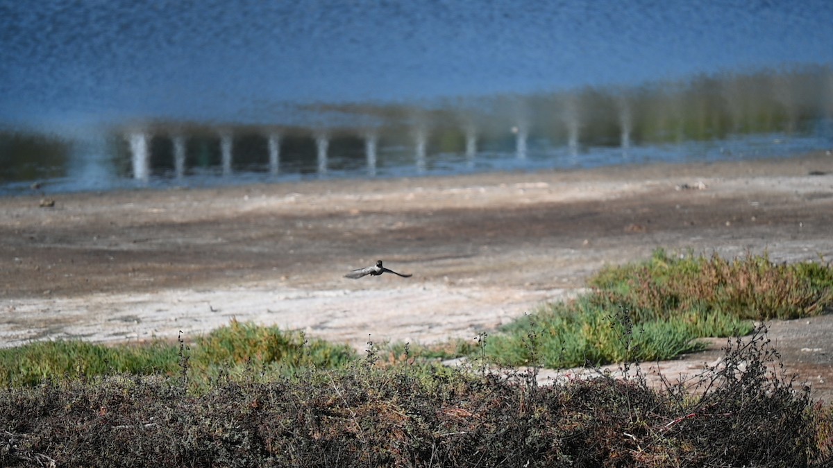 Moucherolle à ventre roux - ML645974741