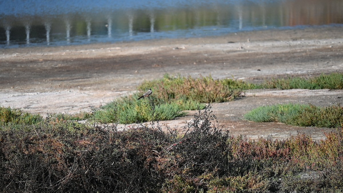 Moucherolle à ventre roux - ML645974742