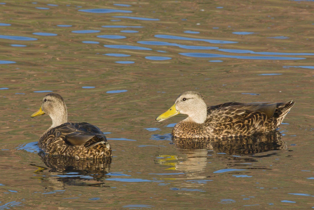 Canard du Mexique - ML645974755