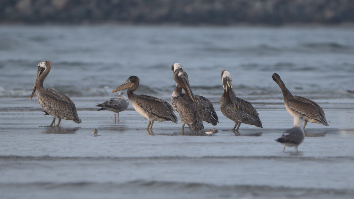 Pélican brun - ML645974756