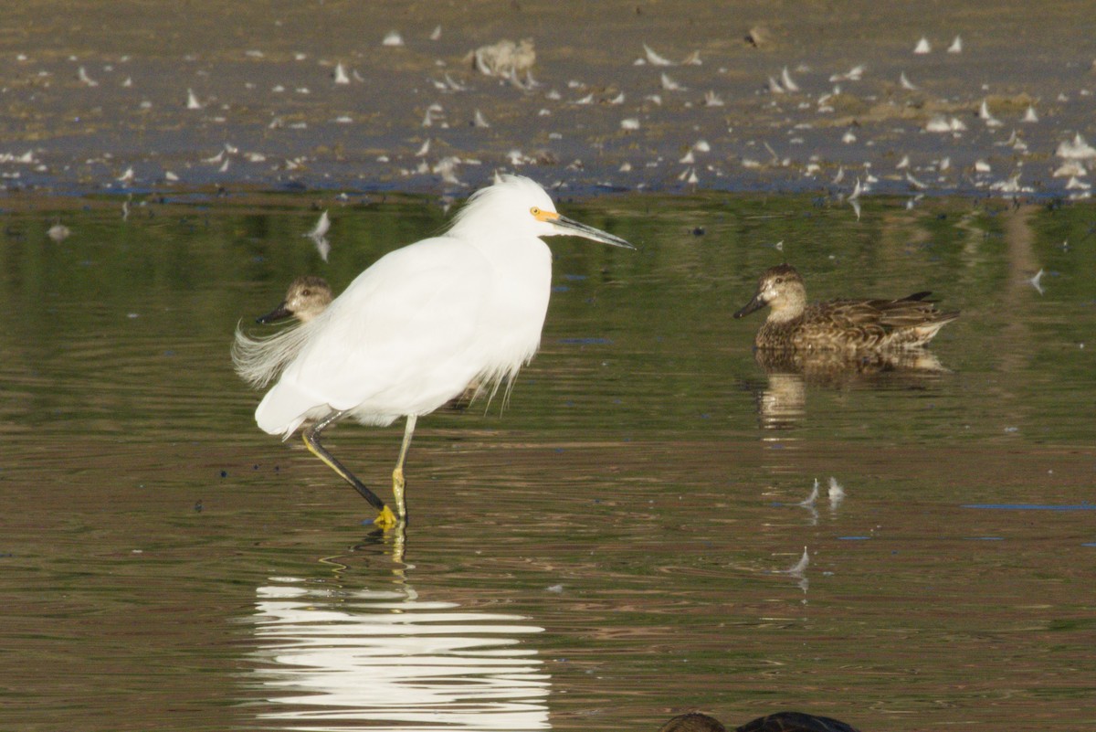 Aigrette neigeuse - ML645974757