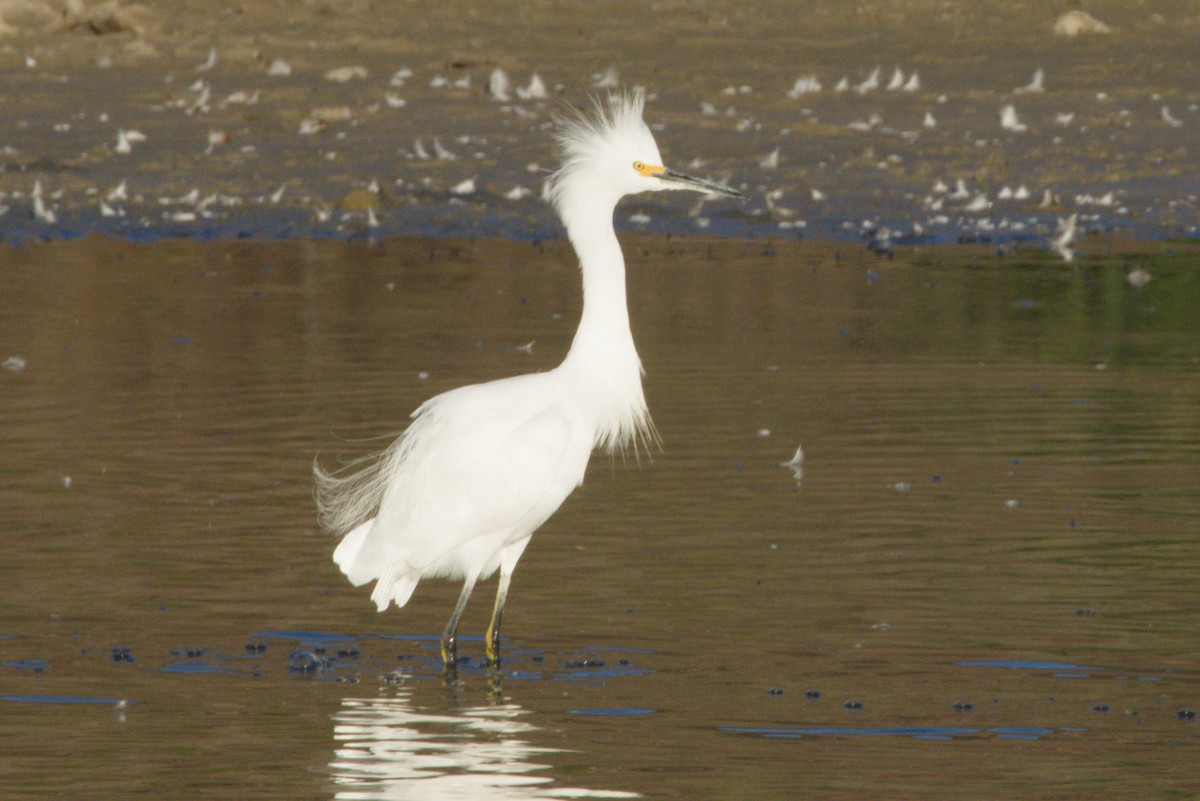 Aigrette neigeuse - ML645974758