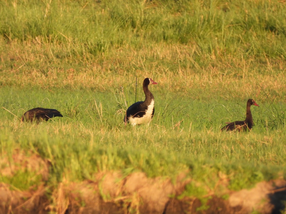 Oie-armée de Gambie - ML645974759