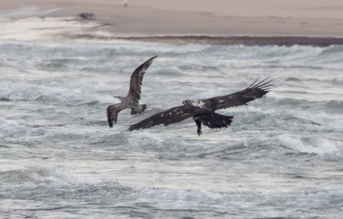 Pygargue à tête blanche - ML645974760