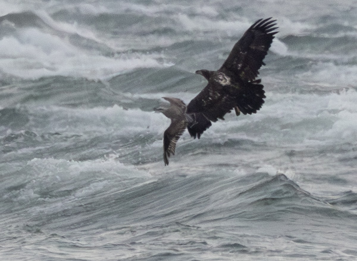 Pygargue à tête blanche - ML645974761