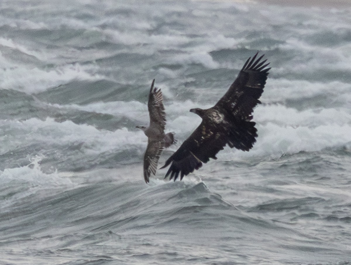 Pygargue à tête blanche - ML645974762