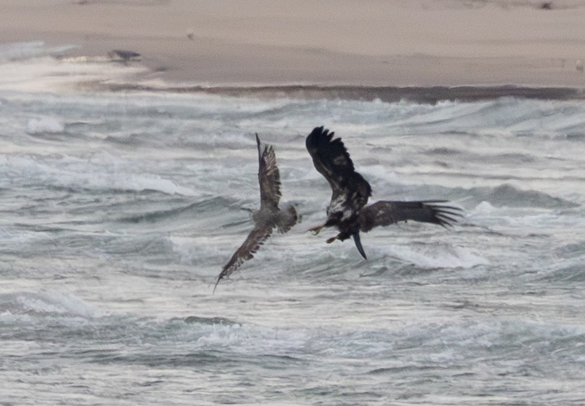 Pygargue à tête blanche - ML645974763