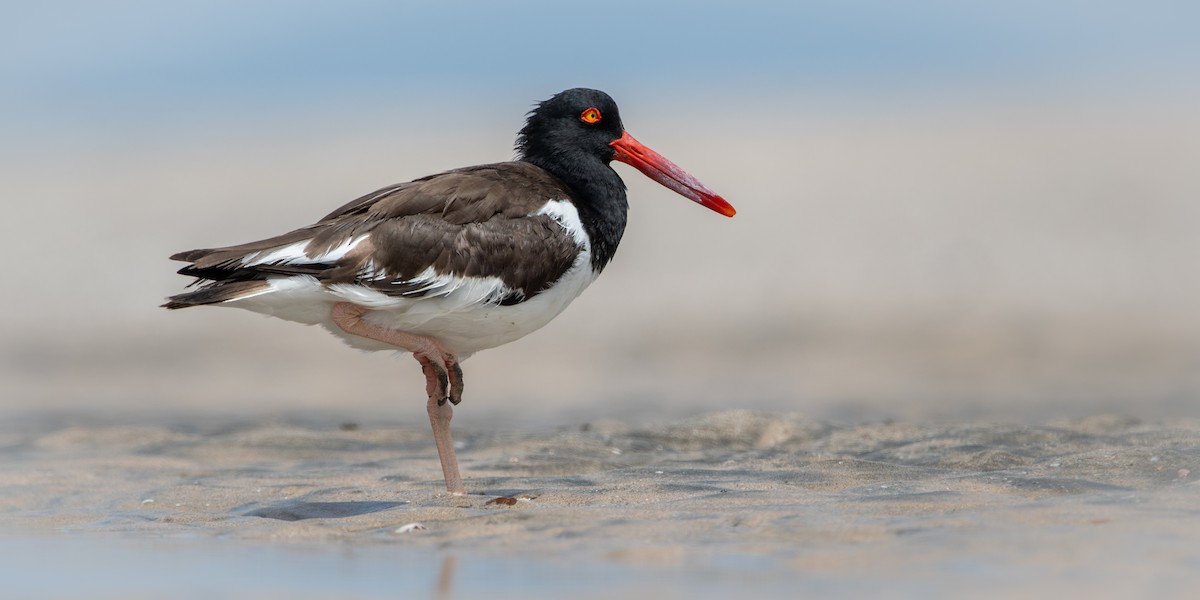 Huîtrier d'Amérique - ML645974764