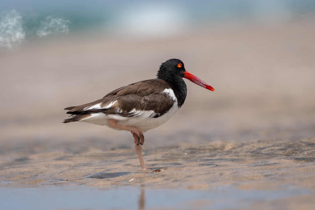 Huîtrier d'Amérique - ML645974765