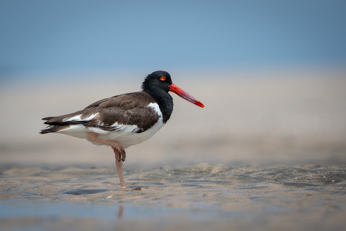 Huîtrier d'Amérique - ML645974766