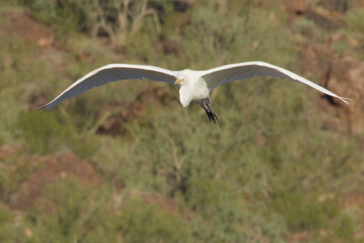 Grande Aigrette - ML645974767