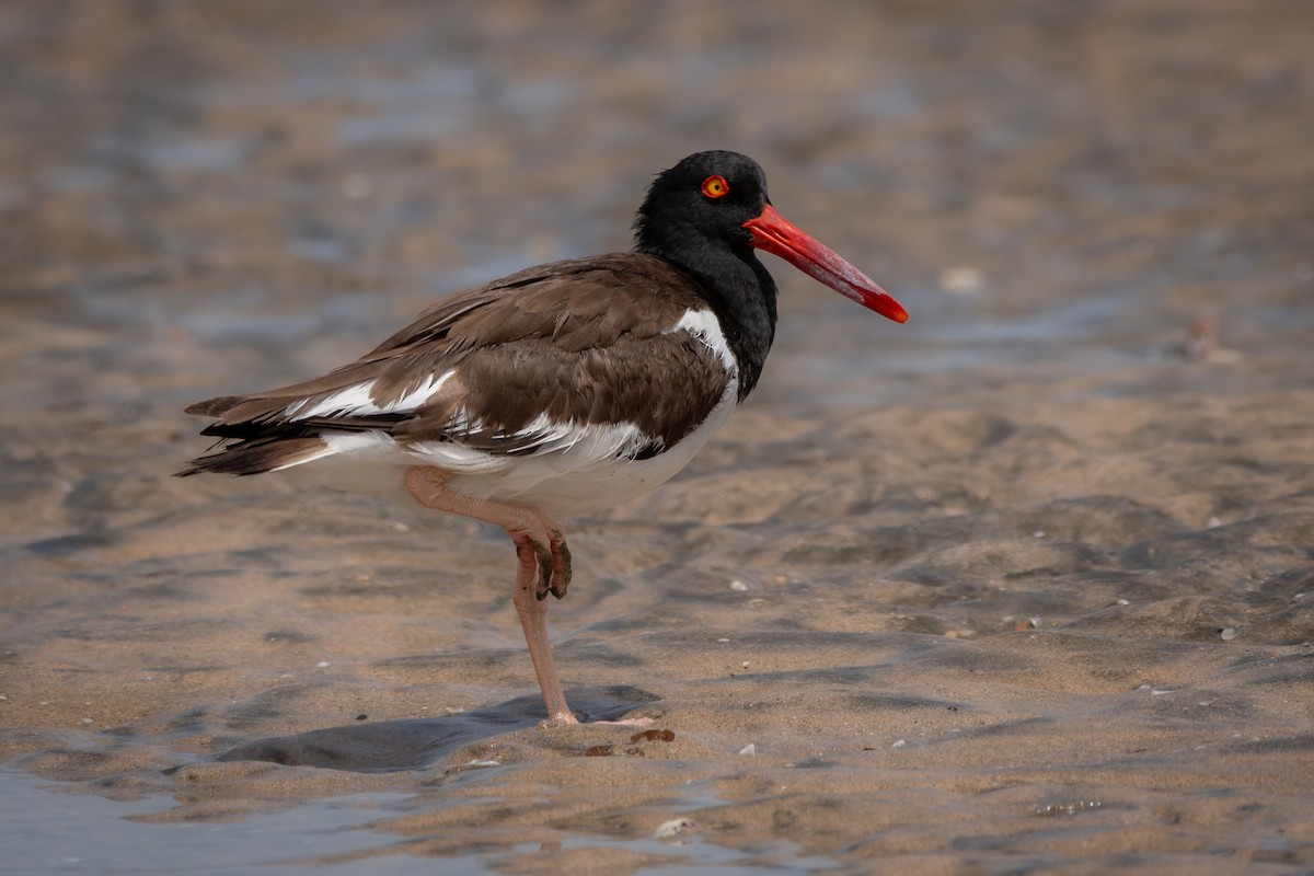 Huîtrier d'Amérique - ML645974768