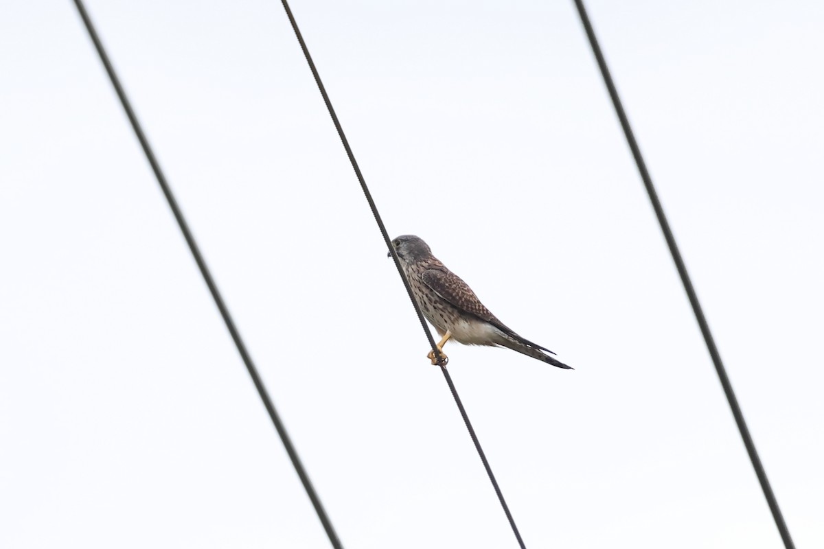 Faucon crécerelle - ML645974769