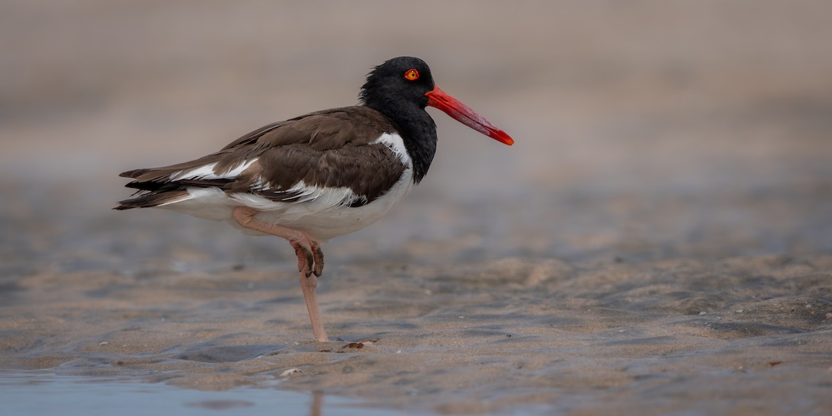 Huîtrier d'Amérique - ML645974770