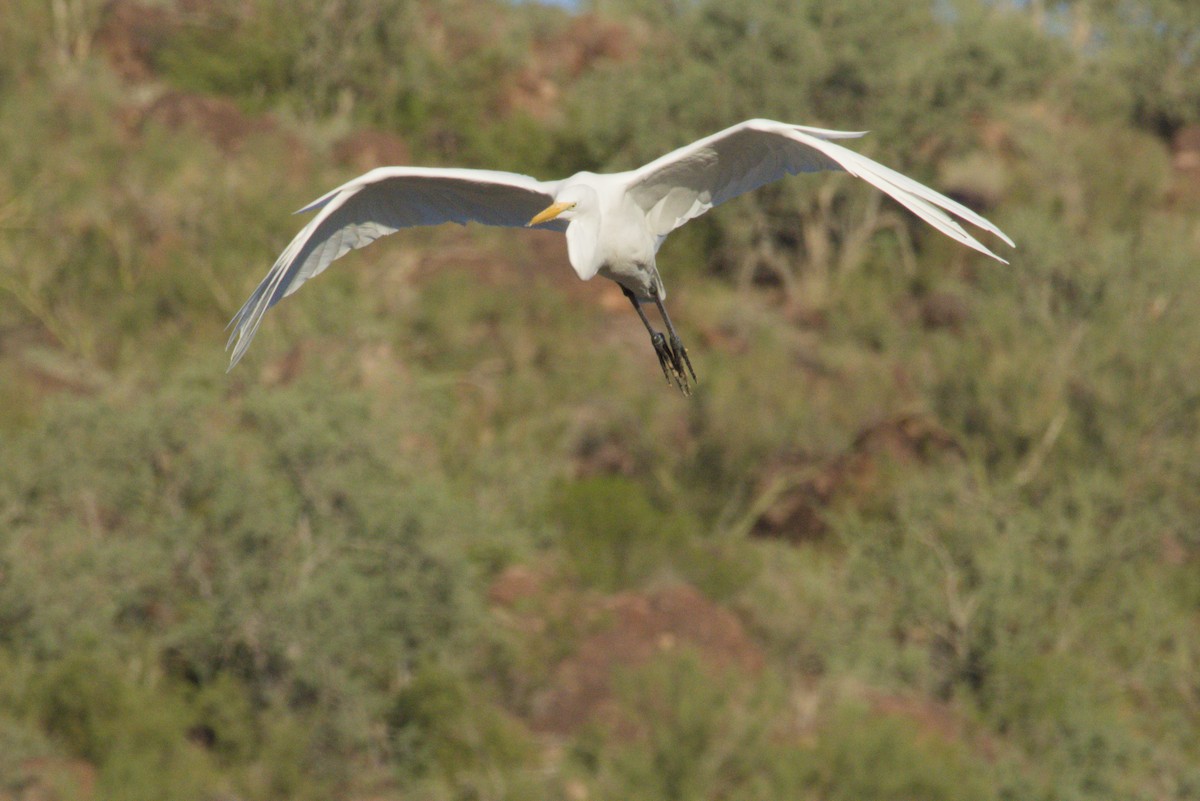 Grande Aigrette - ML645974771