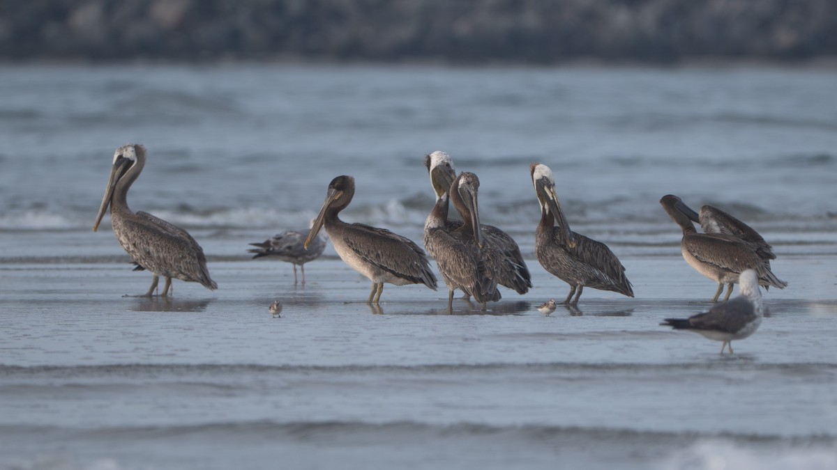 Pélican brun - ML645974773