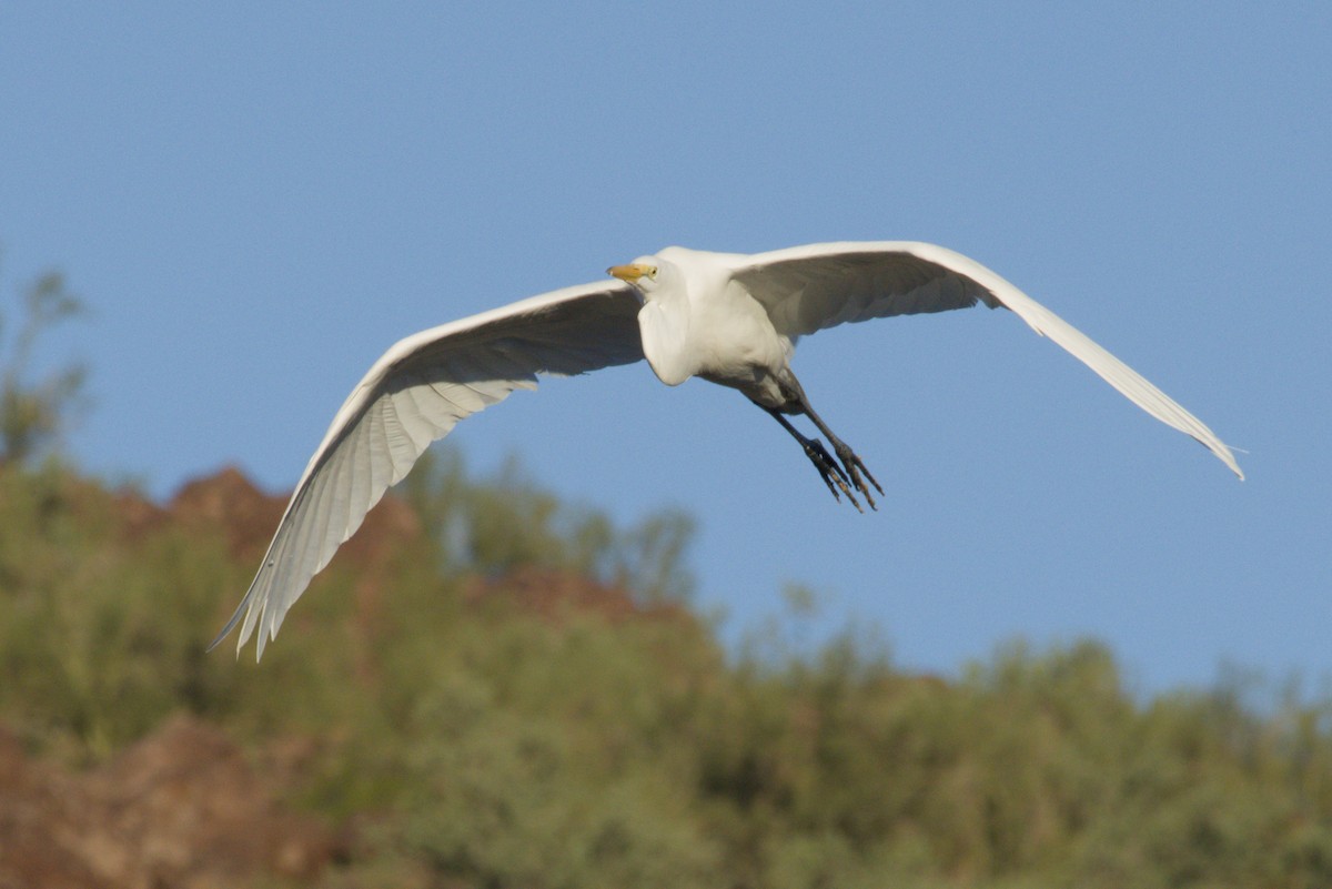 Grande Aigrette - ML645974774