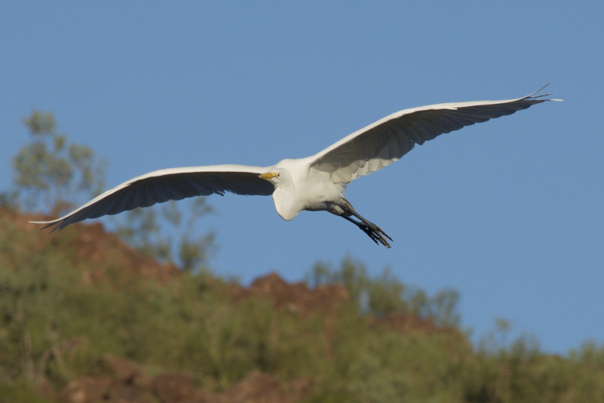 Grande Aigrette - ML645974775