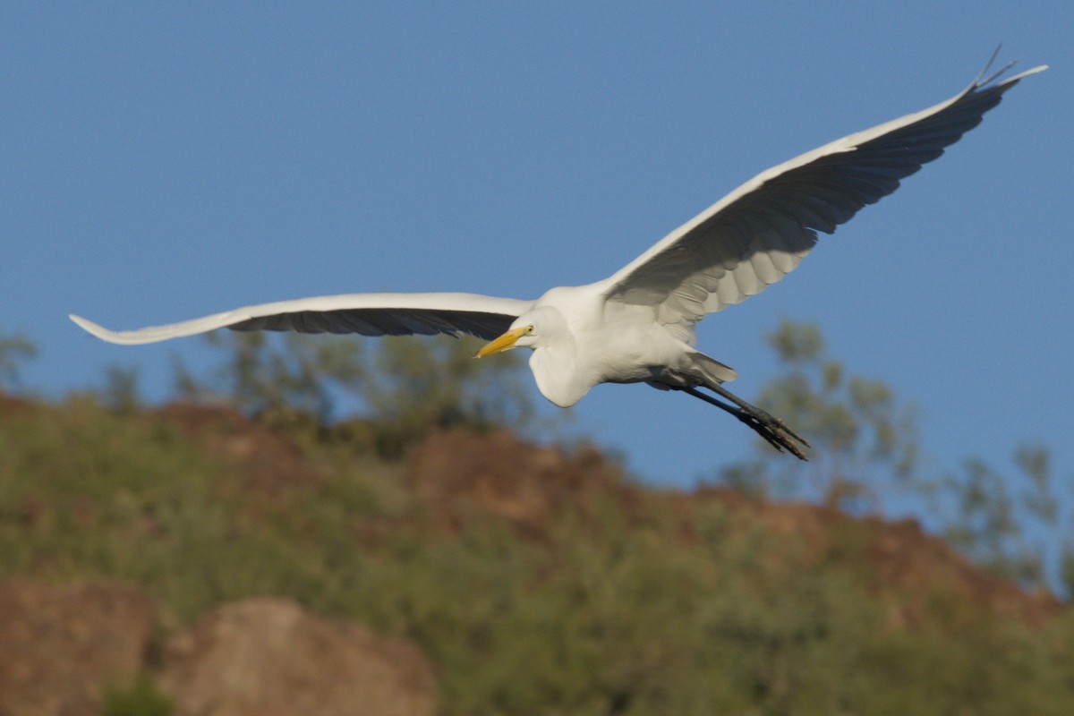 Grande Aigrette - ML645974776