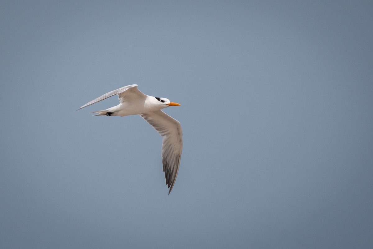 Sterne royale - ML645974779