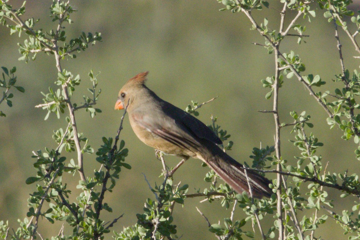 rødkardinal - ML645974792