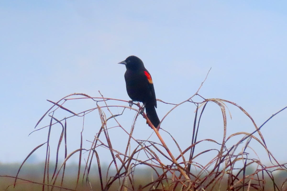 Red-winged Blackbird - ML645974793