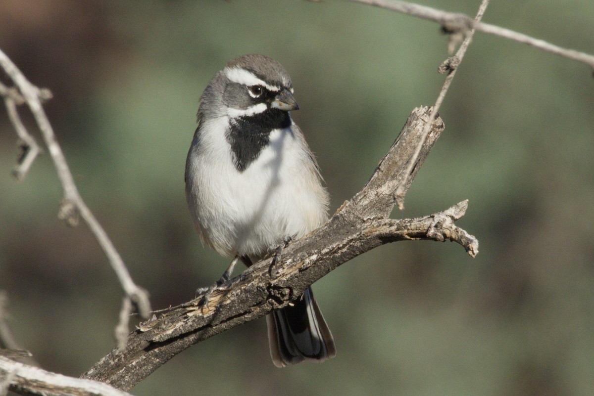Black-throated Sparrow - ML645974794