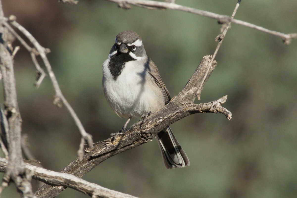 Black-throated Sparrow - ML645974795