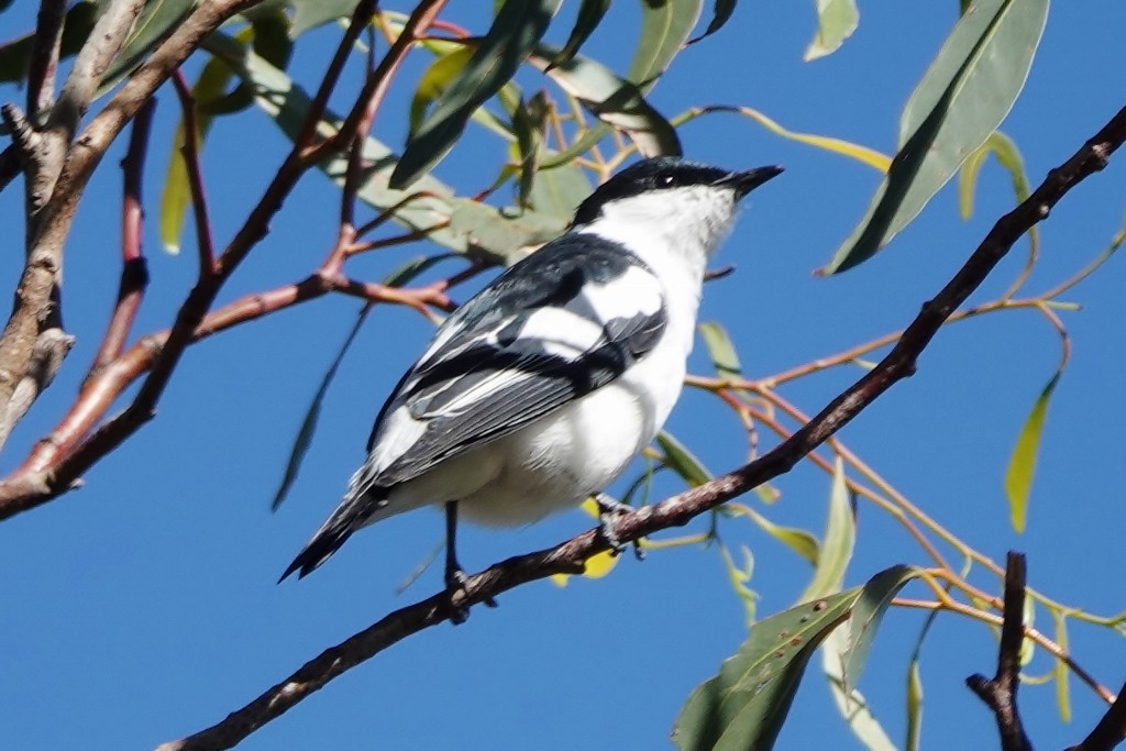 White-winged Triller - ML645974809