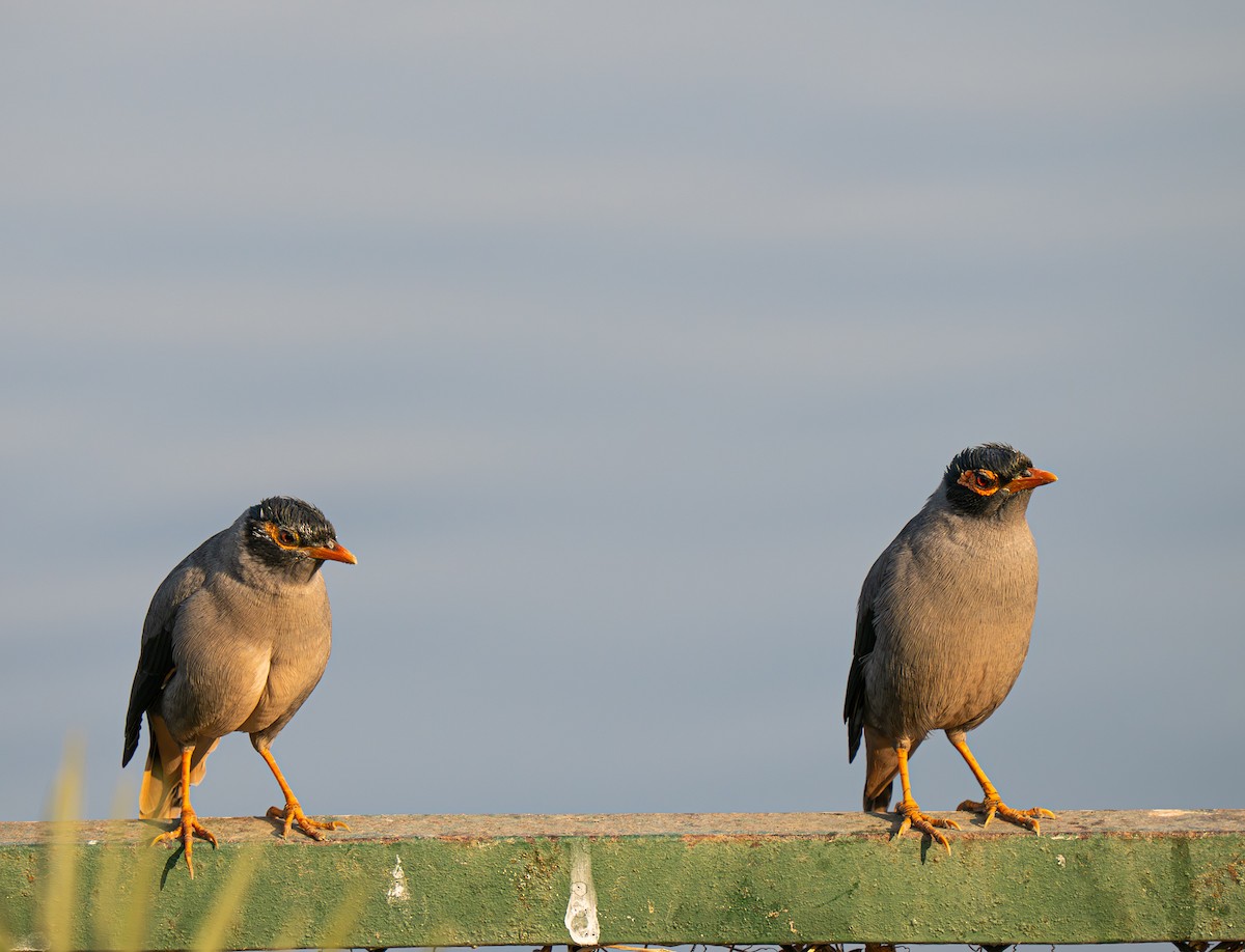 Bank Myna - ML645974825