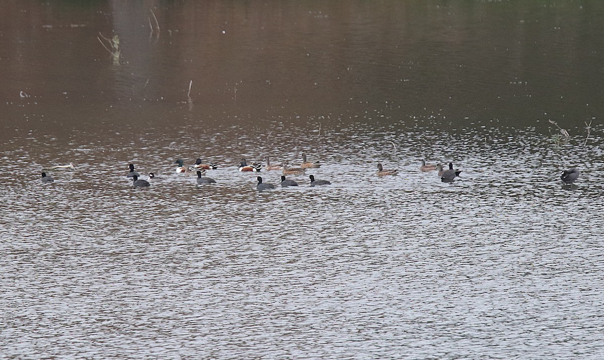 American Coot - ML645974827