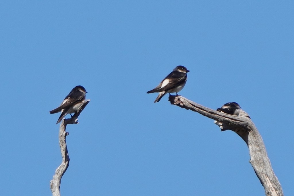 Tree Martin - ML645974830