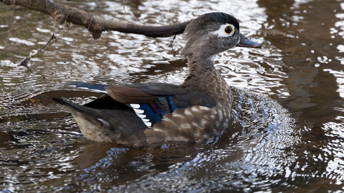 kachnička karolínská - ML645974835