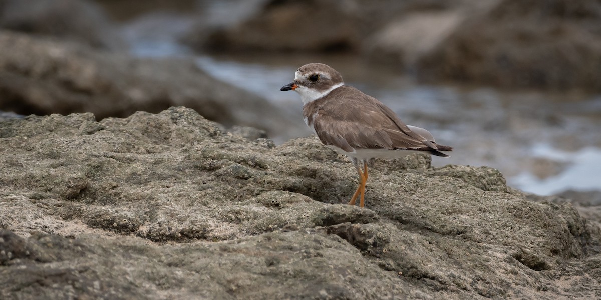 Semipalmated Plover - ML645974837