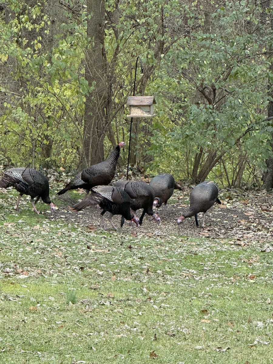 Wild Turkey - ML645974839