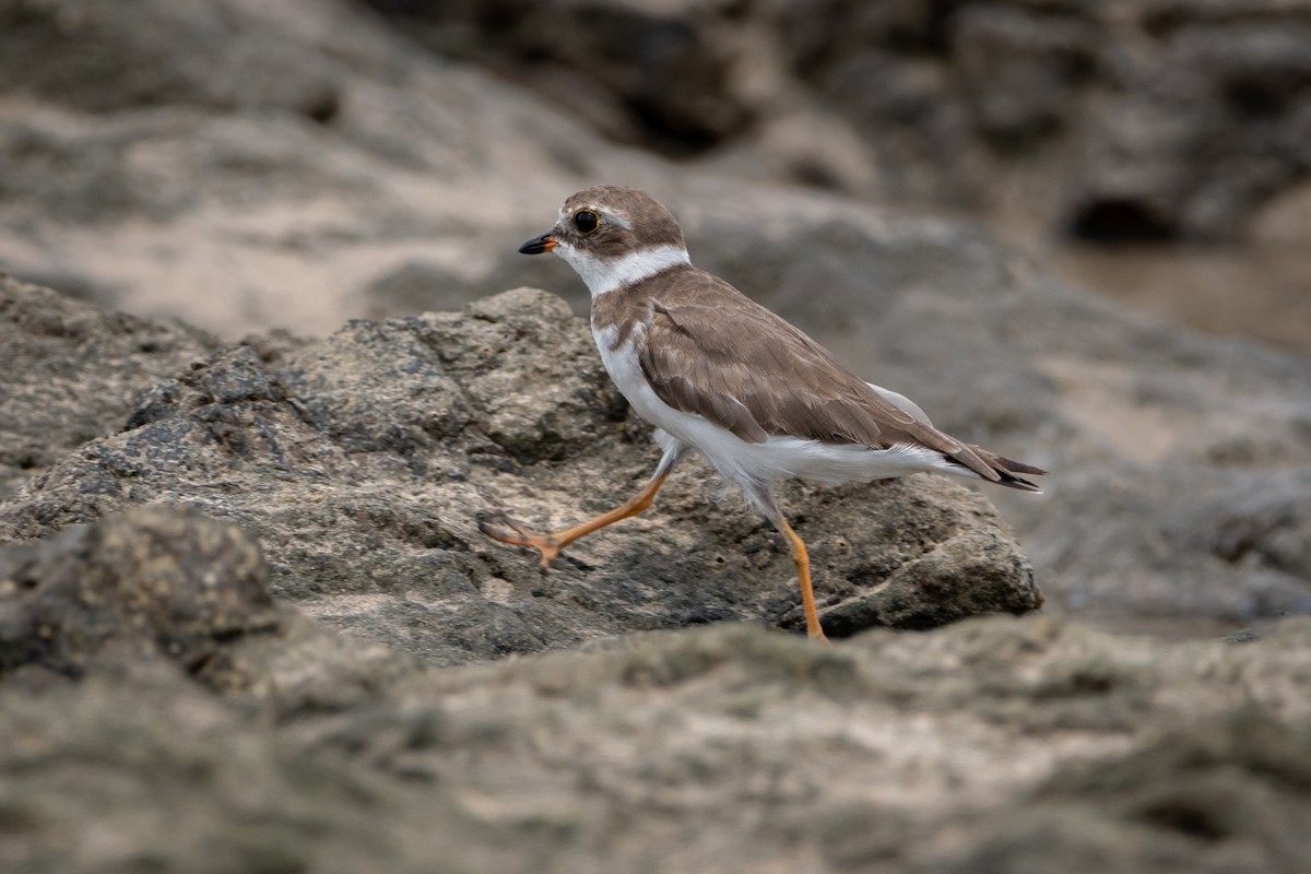 Semipalmated Plover - ML645974840
