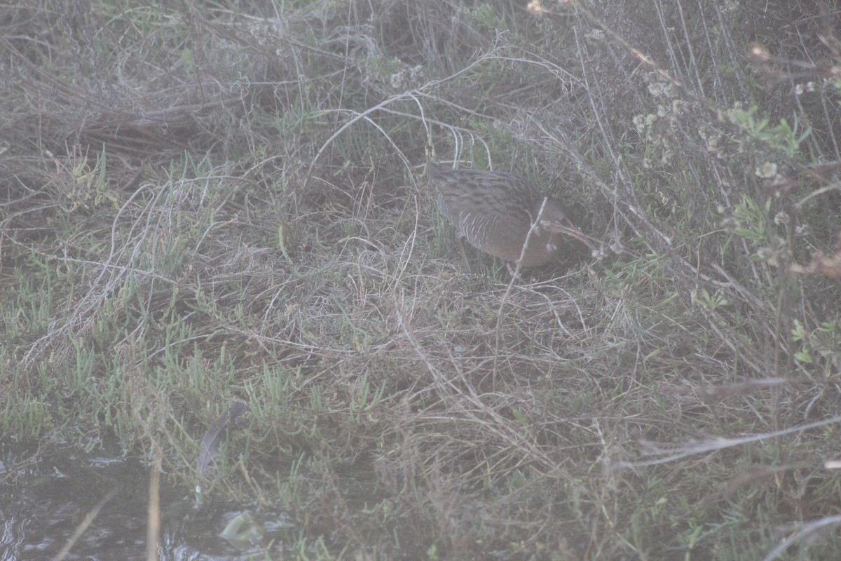 Ridgwayralle - ML645974848