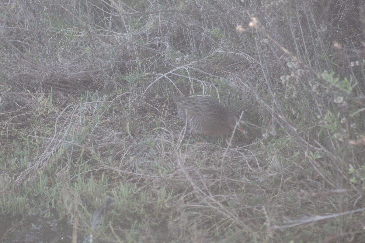 Ridgwayralle - ML645974849