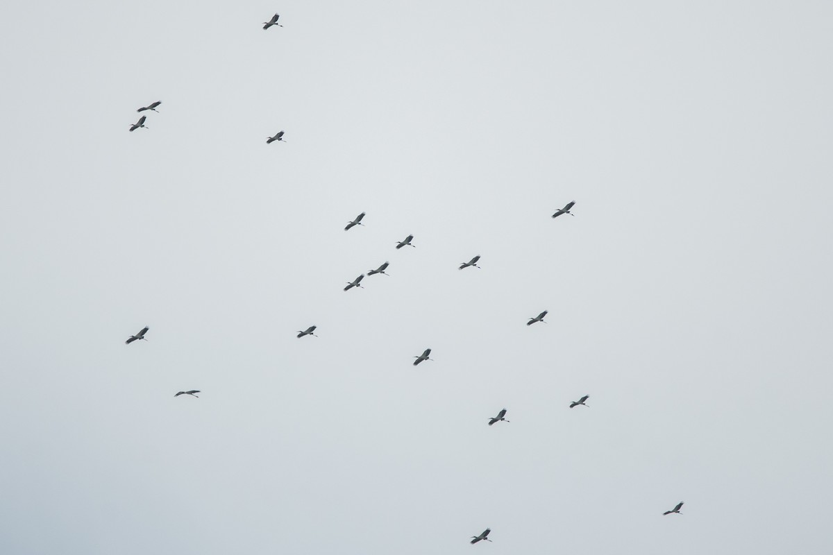 Waldstorch - ML645974860