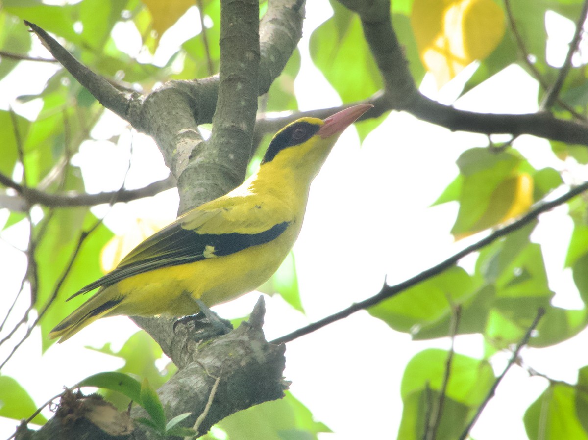 Schwarznackenpirol - ML645974861