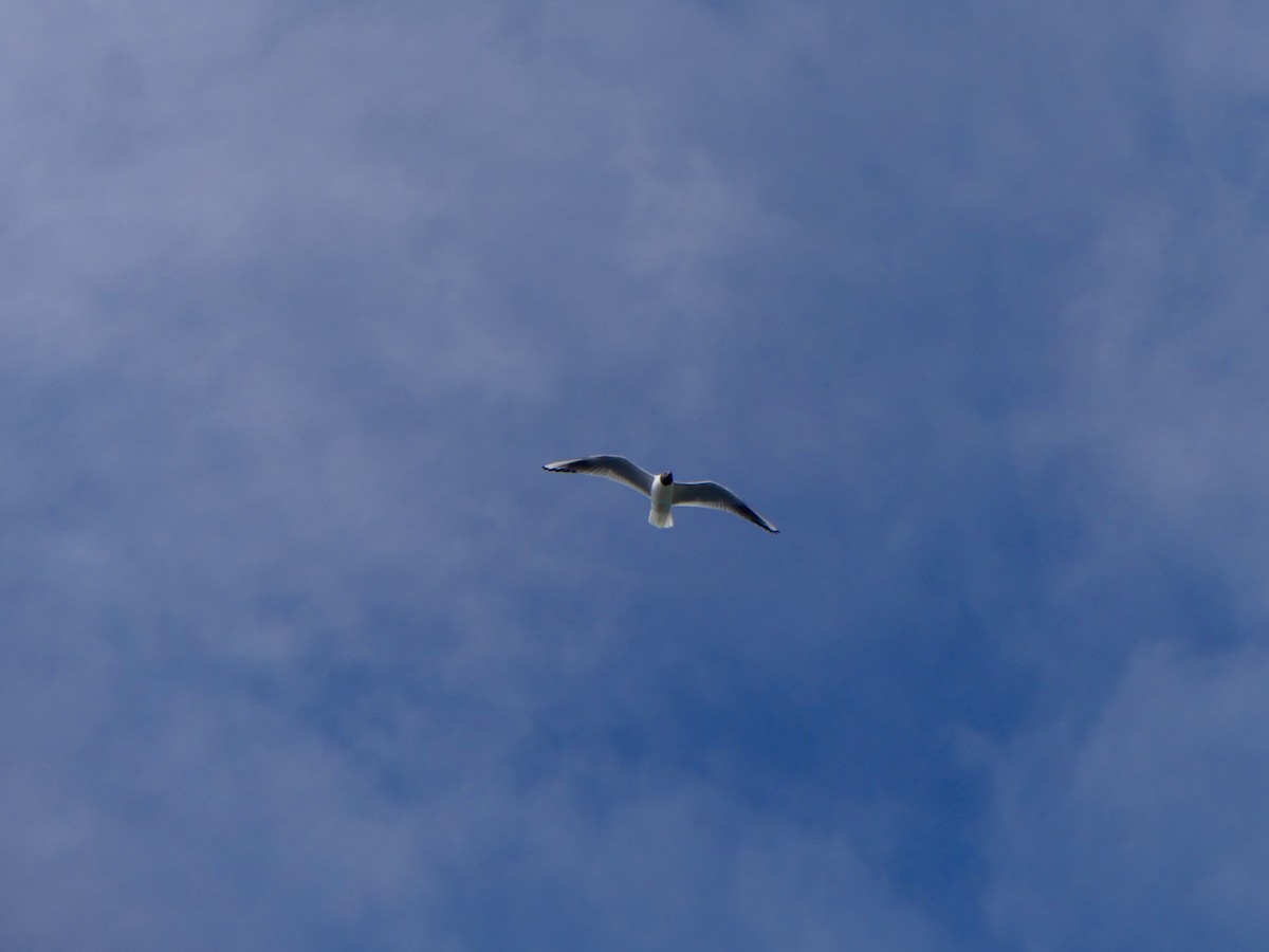 Lachmöwe - ML645974862