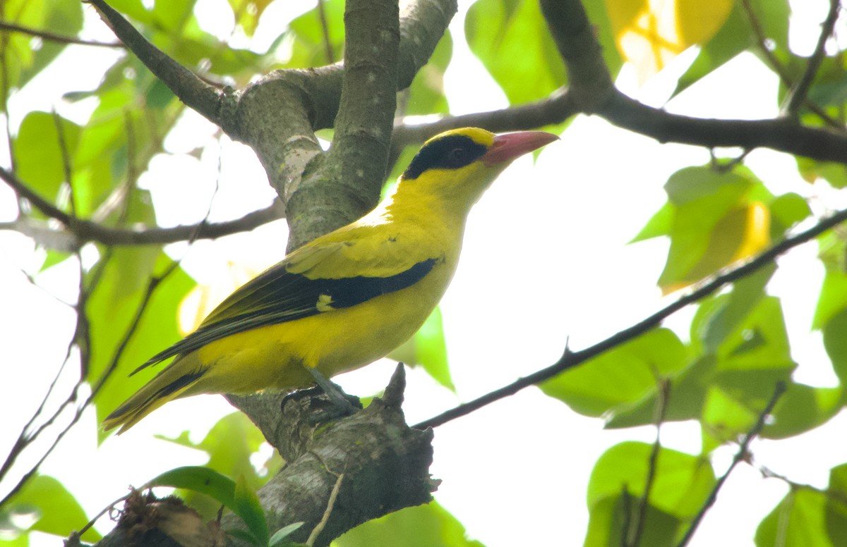 Schwarznackenpirol - ML645974863