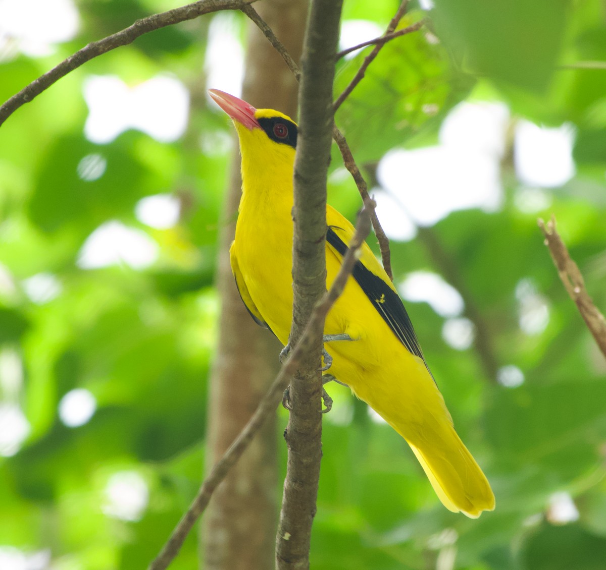 Schwarznackenpirol - ML645974864