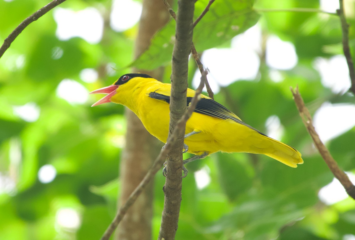 Schwarznackenpirol - ML645974865