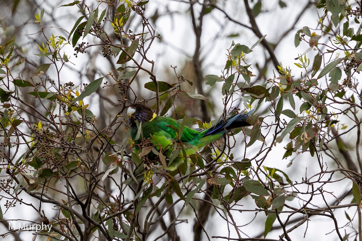 Ringsittich (semitorquatus) - ML645974866